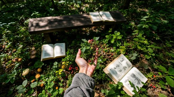Découvrez les meilleures formations pour la cueillette sauvage